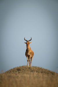 Portrait of deer standing on land against sky