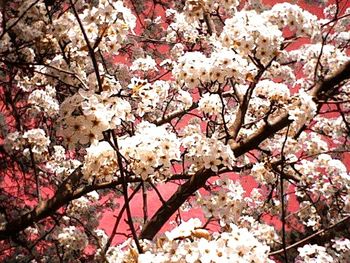 Low angle view of cherry blossoms