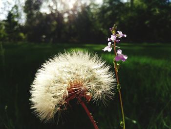 Close-up of flower against blurred background