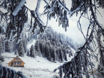 Snow covered plants and trees against mountain