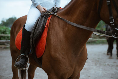 Horse standing on field