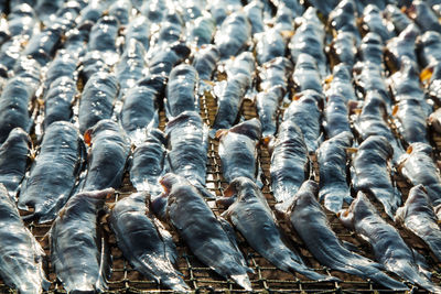 High angle view of fish for sale