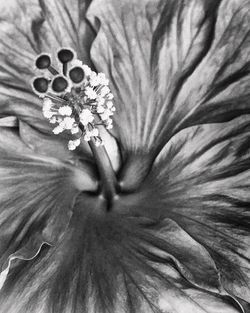 Full frame shot of flower