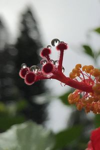 Close-up of red flowers on tree