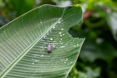 Close-up of insect on leaf