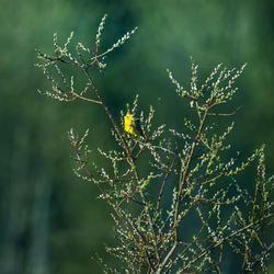 A beautiful small singing bird sitting on the branch. springtime scenery with a bird.