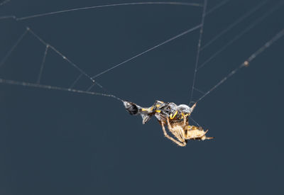 Close-up of spider on web