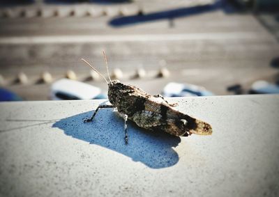 Close-up of insect on wall