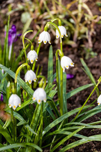 Close-up of white flowering plant on field