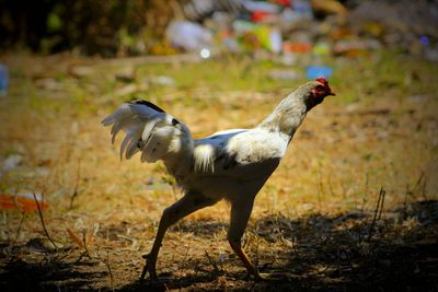 Side view of a bird on field