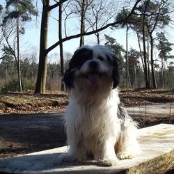 Portrait of a dog