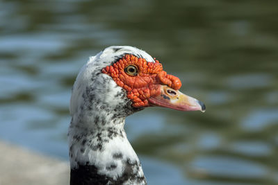 Close-up of a musk duck