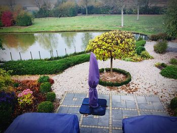 Reflection of trees on grass in water