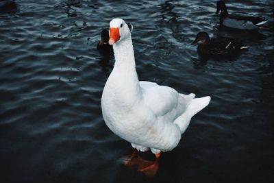 Close-up of swan swimming in lake