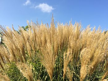 Crop growing in field