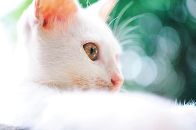 Close-up of white cat