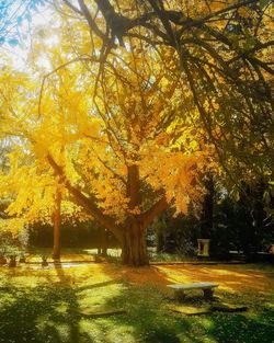 Trees in park during autumn