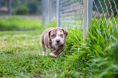 Portrait of dog on grass