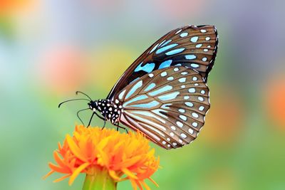 Close-up of butterfly pollinating flower