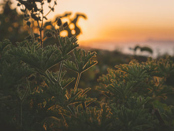 Close-up of plants during sunset