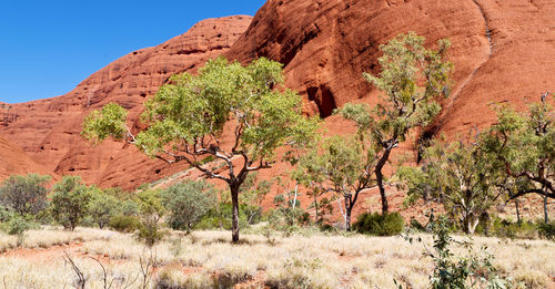 Plants growing in desert against sky