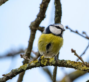 Low angle view of bird perching on tree