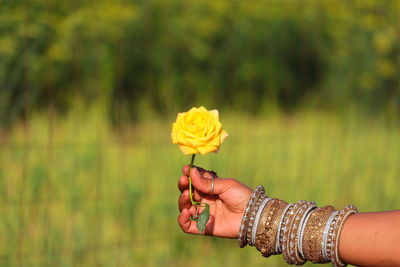 Yellow rose hold on girl hand with nature defocus background and copy space