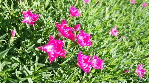 Close-up of pink flowers blooming outdoors