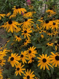 High angle view of yellow flowering plant