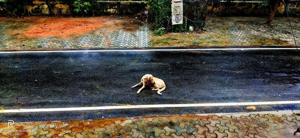 High angle view of dog on shore