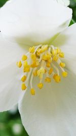 Close-up of yellow flowering plant