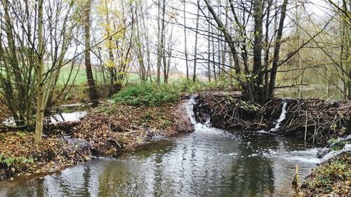 River flowing through forest