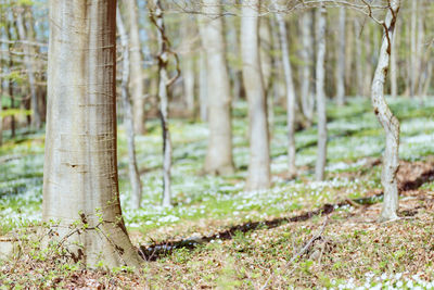 Pine trees in forest