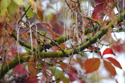 Close-up of leaves on tree