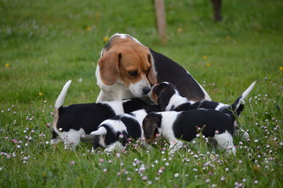 Beagle with puppies on grass