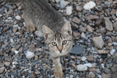 High angle portrait of tabby cat