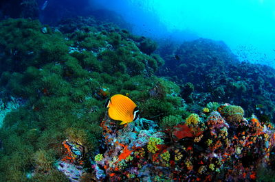 View of fish swimming underwater