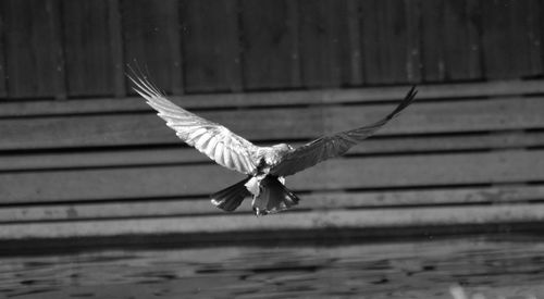 Close-up of bird flying