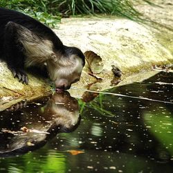 High angle view of swimming in pond