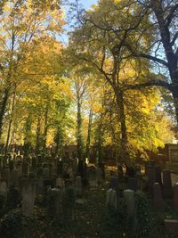 Autumn leaves on tree trunk