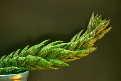 Close-up of green plant