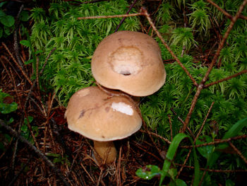 Close-up of mushroom growing on grassy field