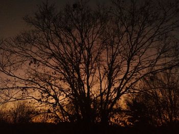 Silhouette of bare trees at night