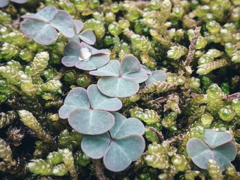 High angle view of white flowering plant