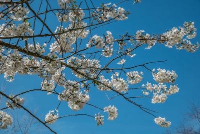 Low angle view of cherry blossoms against sky