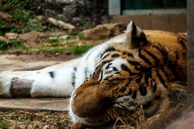 Cat resting in a zoo