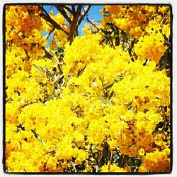 Full frame shot of yellow flowers