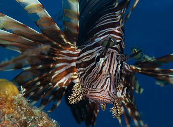 Close-up of fish swimming in sea