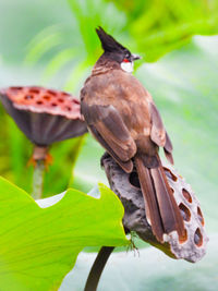 Close-up of bird perching on leaf