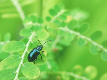 Close-up of insect on plant